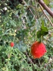 Fruit in September in uThungulu in South Africa