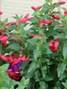 Fuchsia x hybrida