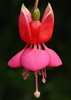 Fuchsia x hybrida