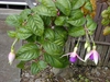 Fuchsia x hybrida