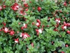 Fuchsia x hybrida