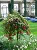 Form in bloom in a hanging basket