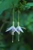 Pendulous white flower.