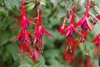 Pendulous red and purple flowers.