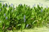 Pontederia cordata