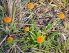 low-growing plants with vivid orange cone-like inflorescences.