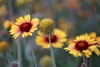 Flower and seed head