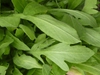 Leaves of G. aristata