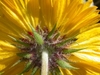 Narrow, hair-tiped bracts subtending the inflorescence.