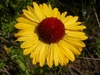 yellow daisy flowers with dark red eyes.
