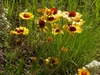 stand of yellow daisy flowers with dark red eyes.
