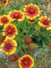 Gaillardia pulchella
