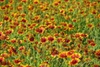 Gaillardia pulchella