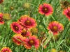 Gaillardia pulchella