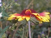 Gaillardia pulchella