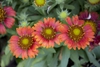 Red flowers