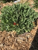 Spring form
