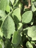 Upper leaf closeup