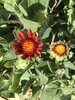 Flower buds