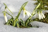 Blooming in the snow