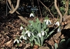 Form in bloom