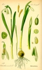 Botanial Illustration