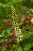 Galax urceolata