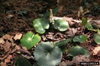 Galax urceolata
