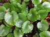 Galax urceolata