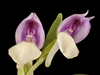 Flower detail