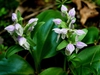 Form