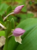Flower buds