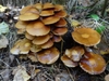 Form growing on wood