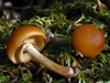 Cap and stem detail