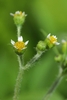 Side view of flower and hairy stem