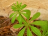 Whorled leaves