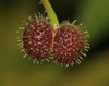 Fruits