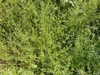 Form