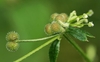 Stem and fruits