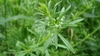 Form