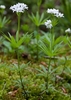 Stem, leaves and flowers