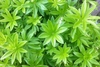 Whorled leaves