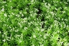 Form in bloom