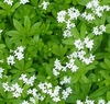 Flowers and Leaves (Haywood County,NC)