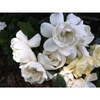 'Crown Jewel'