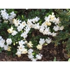 Gardenia augusta 'Crown Jewel'