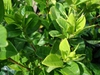 Leaves