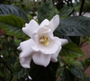 Flower detail