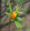 Fruit