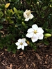 flowers, spring, Durham County, NC